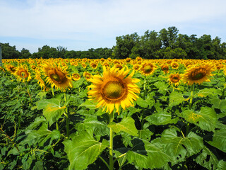 Close-up of Sunflower with the blue sky and nature background.