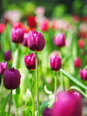 Close-up of Tulip flower with the nature background.