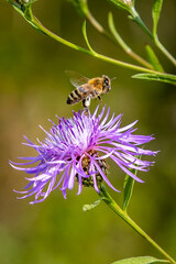 Close up honeybee collecting nectar and pollinating flowers