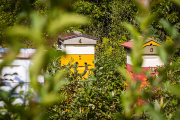 Set of colorful beehives in the rural area honey production