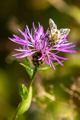 Close up honeybee collecting nectar and pollinating flowers