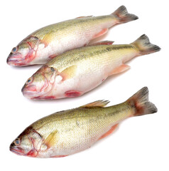 sea bass isolated on white background 