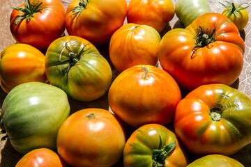 Various natural homegrown tomatoes. Lots of bright tomatoes.