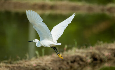 Beautiful white Heron fying in the morning