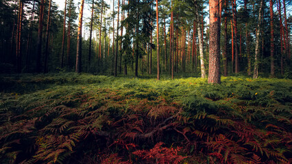 Magnificent landscape of the pine forest and its carpet of ferns in the Russia