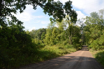 dirt road overhanging leaves and trees