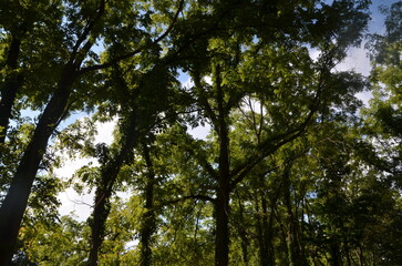 dirt road overhanging leaves and trees