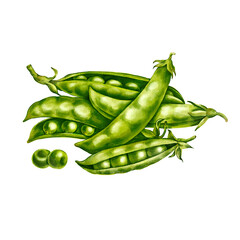 watercolor drawing green peas isolated at white background, hand drawn illustration
