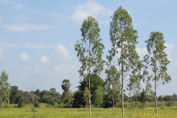 field and blue sky