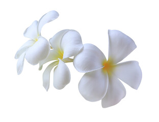 Plumeria or Frangipani or Temple tree flowers. Close up white plumeria flowers bouquet isolated on transparent background.