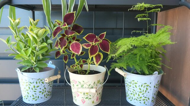 Beautiful and vibrant indoor plants displayed in decorative pots carefully arranged on a shelf