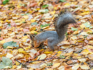 Squirrel in autumn hides nuts on the green grass with fallen yellow leaves