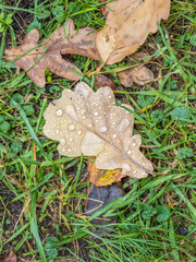 Orange, brown and yellow fallen oak leaves in the sunlight.