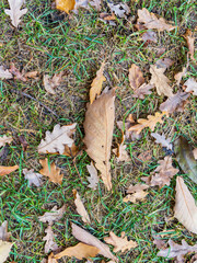 Orange, brown and yellow fallen oak leaves in the sunlight.
