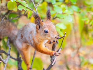 Portrait of a squirrel on a tree trunk