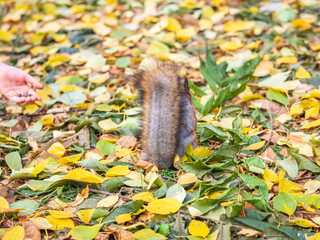 Squirrel in autumn hides nuts on the green grass with fallen yellow leaves