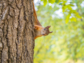 Portrait of a squirrel on a tree trunk