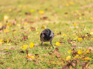 Hooded crow, corvus cornix, standing on the lawn in the spring or summer