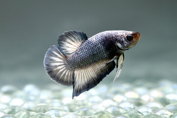 Betta fish Fancy Copper Halfmoon Plakat from Thailand, Siamese fighting fish on isolated Grey Background
