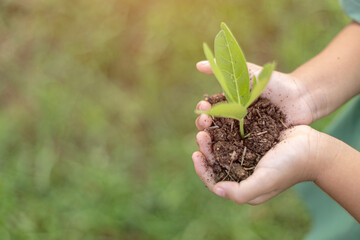 A person is holding a small plant in their hand. The plant is a seedling and is growing in the dirt.