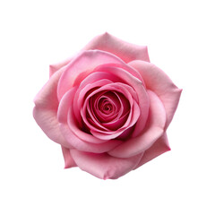 pink roses with green leaves