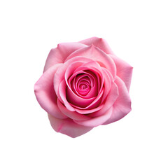 pink roses with green leaves