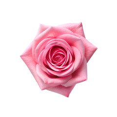 pink roses with green leaves