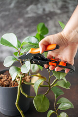 Woman's hands cutting  leaves from a potted plant with secateurs