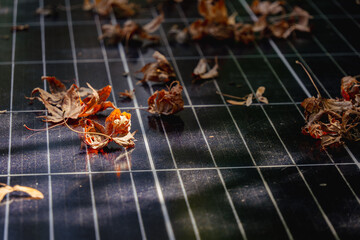 Solar panel with leaves covering cells 