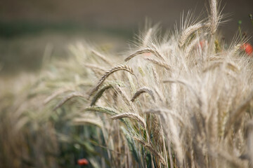 Close-up of golden wheat field with blurred background under sunlight