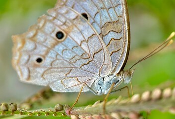 Mariposa 