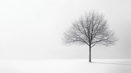 Elegant Plants Showcase on Minimalism White Backdrop: Capturing Vitality and Radiant Beauty, Graphic Resources, Wallpapers, illustration,