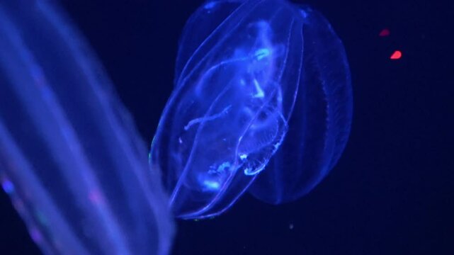Beroe cucumis, comb jelly, shimmering and floating underwater. 4K