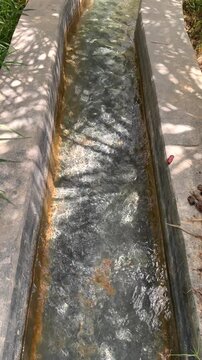 raditional irrigation system in desert oases guides water through ditches to palm farms. This time-honored technique ensures survival of palms, showcasing wisdom of ancient desert farming practices.