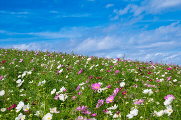 秋桜の丘、コスモス