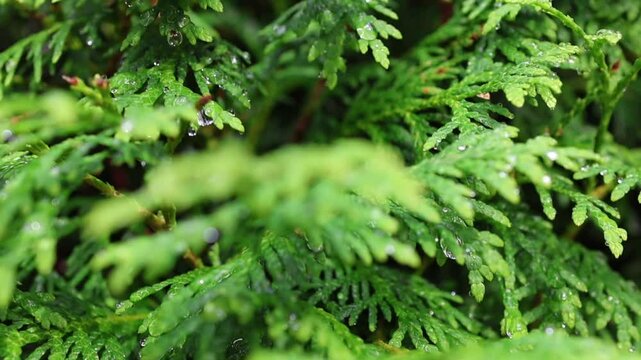 Green leaves of thuja after the rain close up. Camera zoom into the inside of a green plants texture with water drops. Nature outdoor. Botanical background
