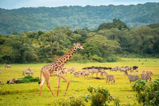 Fototapeta Giraffe Walking, Zebras in Background