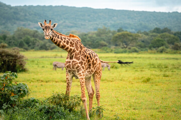 Giraffe Looking at Camera, Arusha National Park, Tanzania
