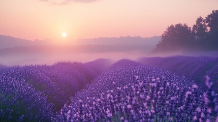 Sunrise Over Lavender Field