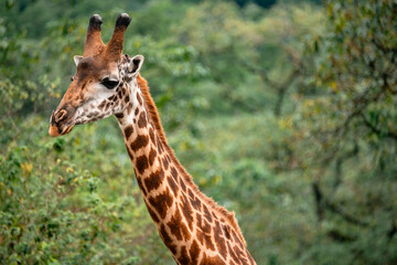 Giraffe Looking to Side, Arusha National Park, Tanzania
