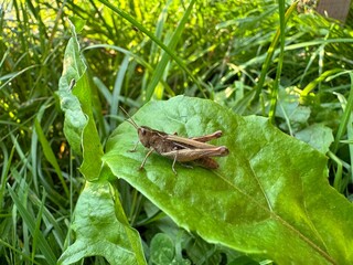 frog on a leaf