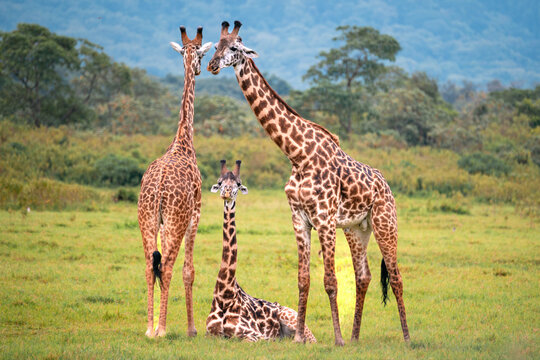Giraffe Family of Three, Arusha National Park, Tanzania