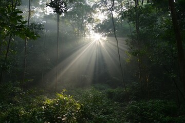Obraz premium The sun is shining through the trees in the forest