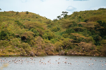 Flying Flamingos, Arusha National Park, Tanzania