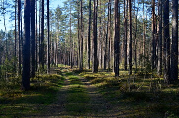 landscape with  footpath in a dark pine forest. Pathway (rural road) through the  evergreen forest. 