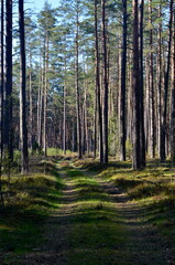 Obraz premium landscape with footpath in a dark pine forest. Pathway (rural road) through the evergreen forest. 