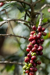 coffee berries by agriculture. Coffee beans ripening on the tree in North of Thailand