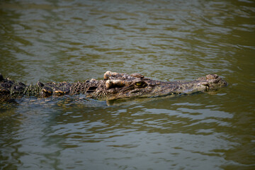 Close-up of a crocodile's head, showing its mouth and sharp teeth.