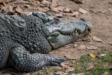 Close-up of a crocodile's head, showing its mouth and sharp teeth.