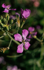 Obraz premium pink flowers